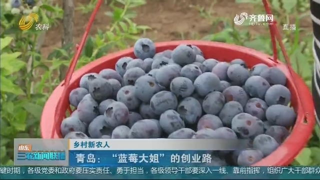 【乡村新农人】青岛：“蓝莓大姐”的创业路