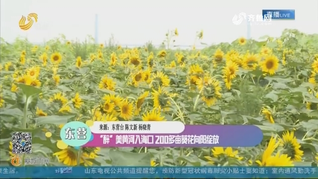 东营：“醉”美黄河入海口 200多亩葵花向阳绽放