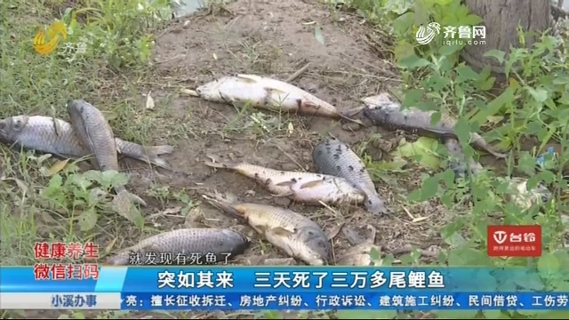 莘县：突如其来 三天死了三万多尾鲤鱼