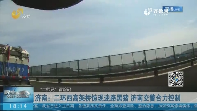 济南：二环西高架桥惊现迷路黑猪 济南交警合力控制