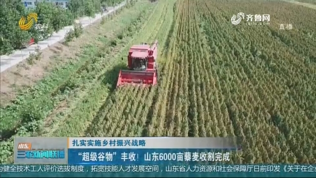 【扎实实施乡村振兴战略】“超级谷物”丰收！山东6000亩藜麦收割完成