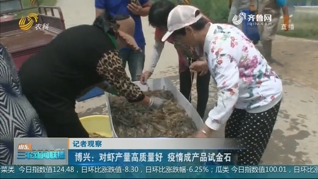 【记者观察】博兴：对虾产量高质量好 疫情成产品试金石