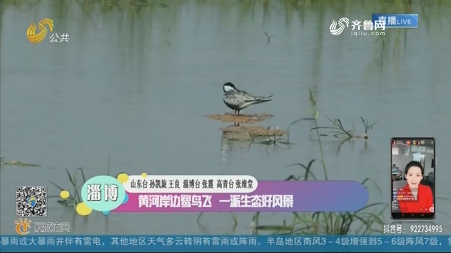 淄博：黄河岸边鹭鸟飞 一派生态好风景