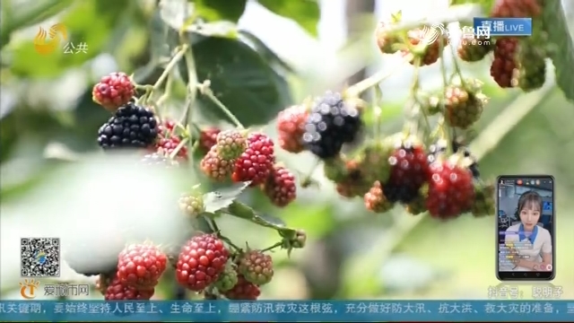 青岛：昔日荒山变金山 千亩黑莓迎丰收