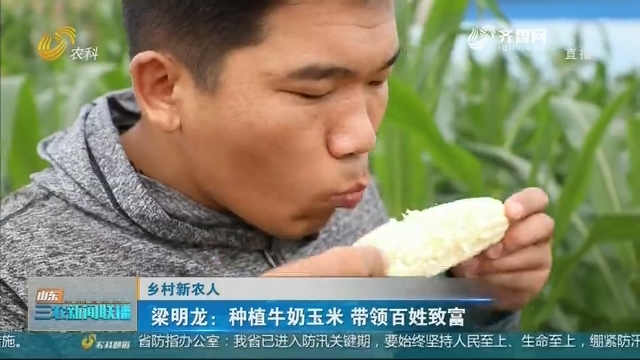 【乡村新农人】梁明龙：种植牛奶玉米 带领百姓致富