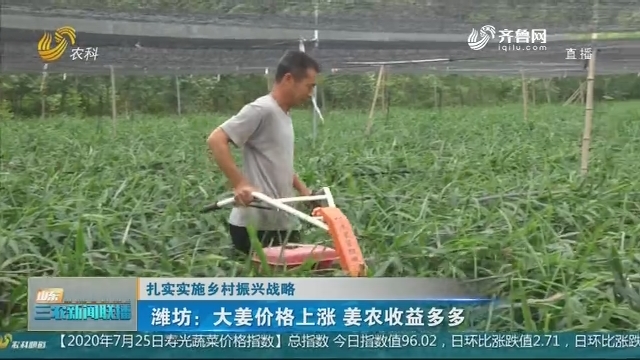 【扎实实施乡村振兴战略】潍坊：大姜价格上涨 姜农收益多多