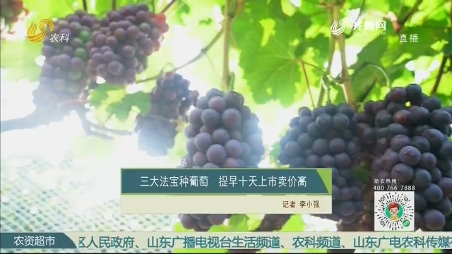 【史丹利·星光农场】三大法宝种葡萄 提早十天上市卖价高