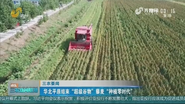 【三农要闻】华北平原结束“超级谷物”藜麦“种植零时代”