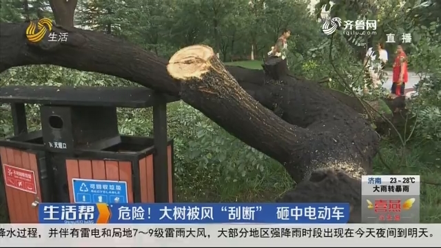 济南：危险！大树被风“刮断” 砸中电动车