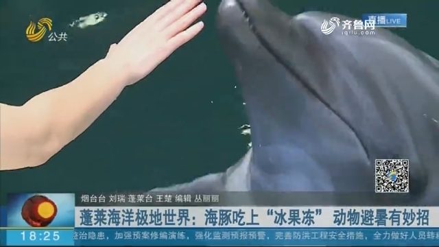 蓬莱海洋极地世界：海豚吃上“冰果冻” 动物避暑有妙招
