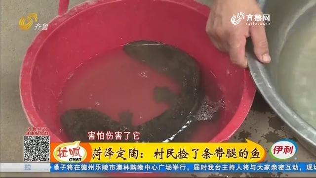 菏泽定陶：村民捡了条带腿的鱼