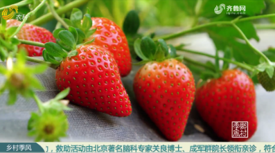 李怀宝：疫情之下 草莓要控制规模 找好销路