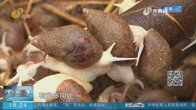 潍坊：粘液加工成护肤品 小蜗牛“爬”出致富路