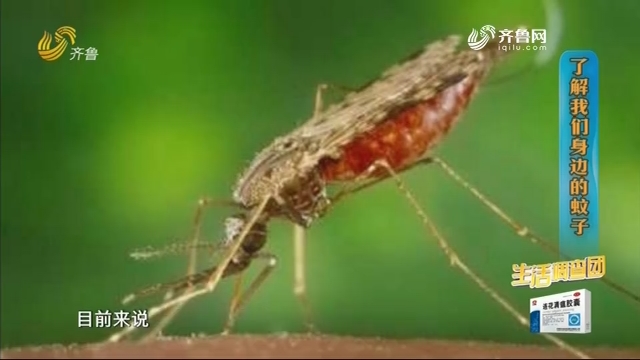 2020年08月13日《生活大调查》：蚊虫叮咬能致命？