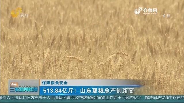 【保障粮食安全】513.84亿斤！山东夏粮总产创新高