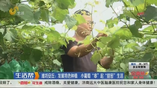 潍坊安丘：发展特色种植 小葡萄“串”起“甜密”生活