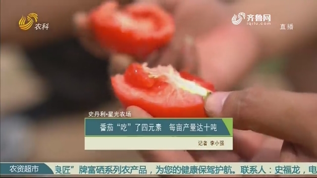 【史丹利·星光农场】番茄“吃”了四元素 每亩产量达十吨