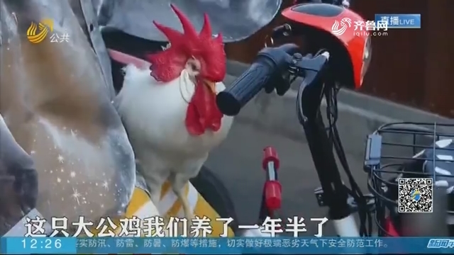 【闪电新闻客户端】济南一大公鸡每天坐电动车陪主人上班 网友：路过饭店慌吗？