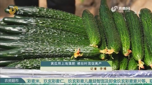 黄瓜用上海藻肥 根壮叶茂促高产