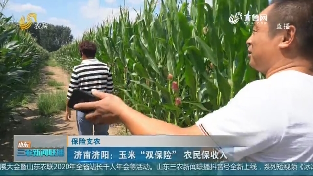 【保险支农】济南济阳：玉米“双保险” 农民保收入