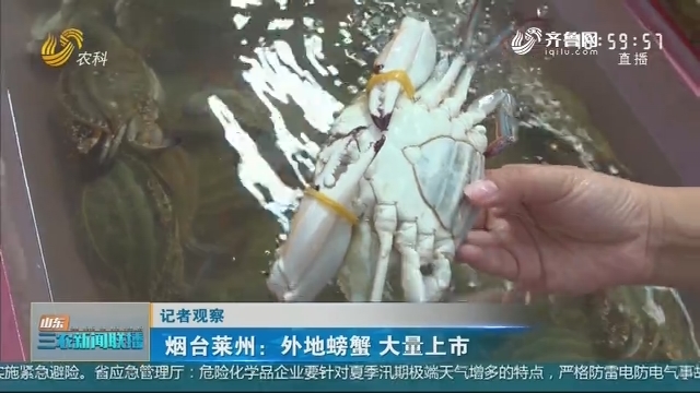 【记者观察】烟台莱州：外地螃蟹 大量上市