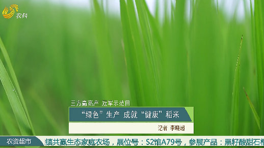 【三方赢高产 冠军示范田】“绿色”生产 成就“健康”稻米