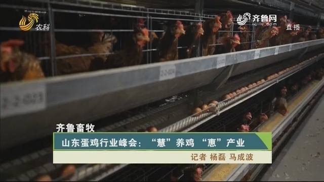 【齐鲁畜牧】山东蛋鸡行业峰会：“慧”养鸡 “惠”产业