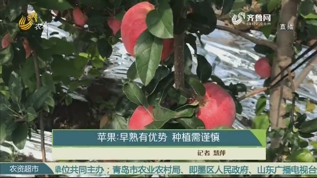 苹果：早熟有优势 种植需谨慎