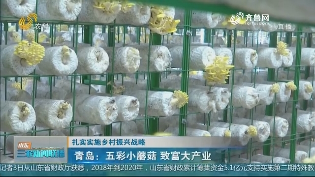 【扎实实施乡村振兴战略】青岛：五彩小蘑菇 致富大产业