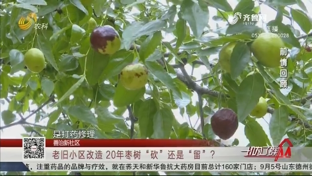 【善治新社区】老旧小区改造 20年枣树“砍”还是“留”？