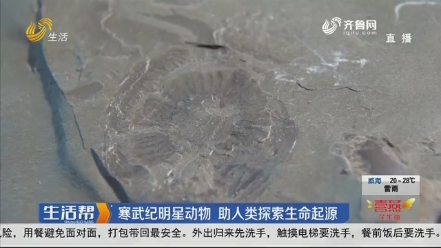 临沂发现5亿年前奇虾 头壳呈心形