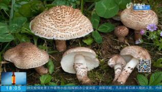 专家：蘑菇中毒可引发肝肾受损甚至死亡