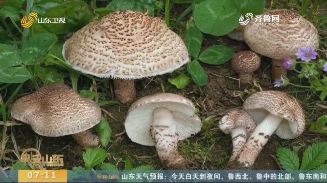 济南淄博双城汇聚爱心 接力救助误食毒蘑菇男孩