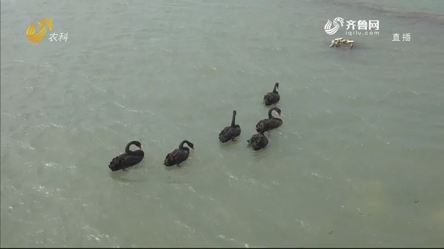 长岛海域首次发现黑天鹅群