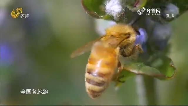 【齐鲁畜牧】建红种蜂场 泰山好蜂蜜