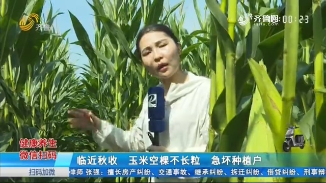 聊城：临近秋收 玉米空棵不长粒 急坏种植户
