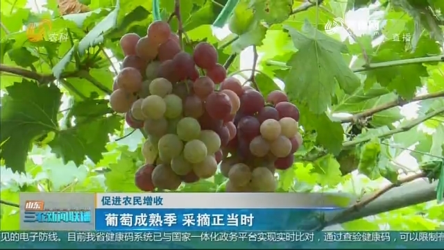 【促进农民增收】葡萄成熟季 采摘正当时