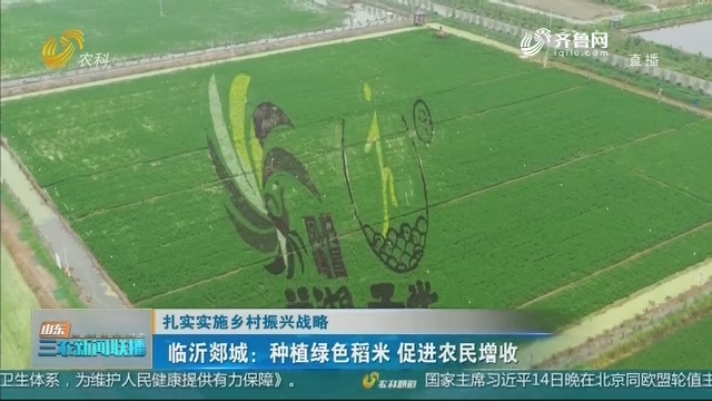 【扎实实施乡村振兴战略】临沂郯城：种植绿色稻米 促进农民增收