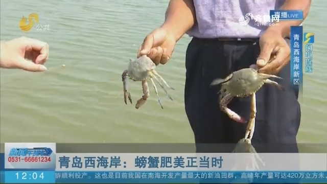【致敬农民 礼赞丰收】青岛西海岸：螃蟹肥美正当时