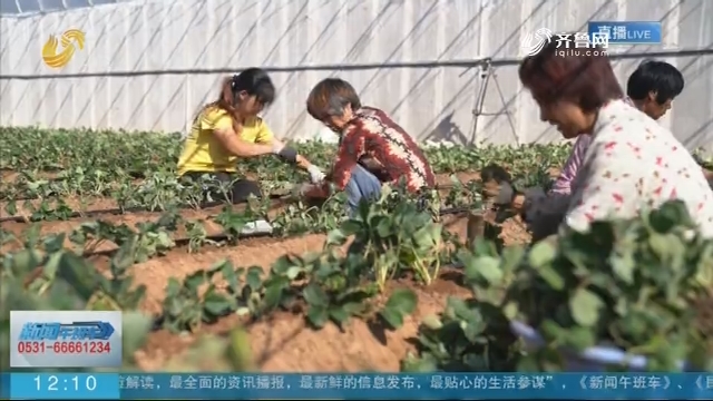 【致敬农民 礼赞丰收】新闻特写：乡村采摘结缘 女白领变身草莓园里“新农人”