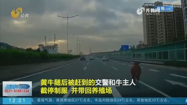 【闪电短视频】两头黄牛闯上东莞快速路 与过往车辆“赛跑”