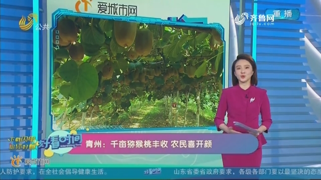 青州：千亩猕猴桃丰收 农民喜开颜