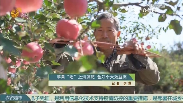 苹果“吃”上海藻肥 色好个大效益高