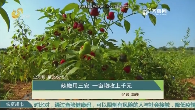 【史丹利·星光农场】辣椒用三安 一亩增收上千元