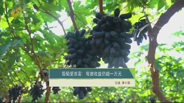 【史丹利·星光农场】葡萄受冻害 每亩收益仍超一万元
