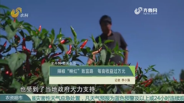 【史丹利·星光农场】辣椒“映红”致富路 每亩收益过万元