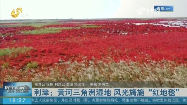 利津：黄河三角洲湿地 风光旖旎“红地毯”