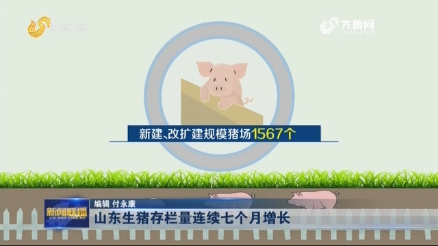 山东生猪存栏量连续七个月增长