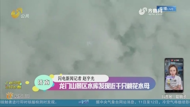 济南：龙门山景区水库发现近千只桃花水母