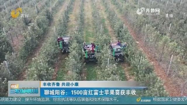 【丰收齐鲁 共迎小康】聊城阳谷：1500亩红富士苹果喜获丰收